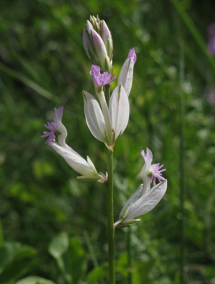 Image of Polygala major specimen.