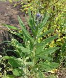 Смотреть изображение Cynoglossum officinale