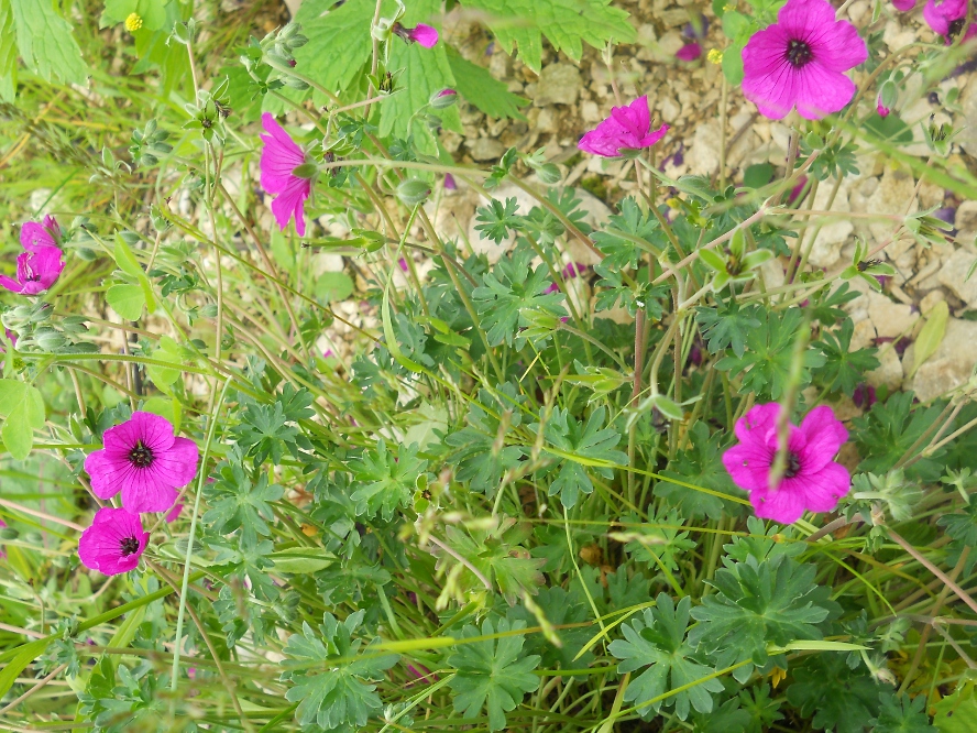 Image of Geranium subcaulescens specimen.