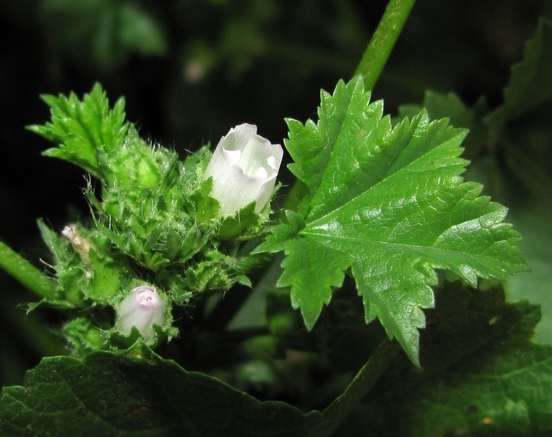 Image of Malva pusilla specimen.