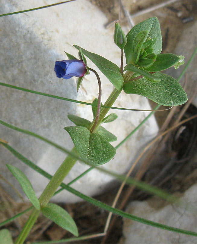 Изображение особи Anagallis arvensis.