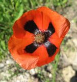 Papaver stevenianum