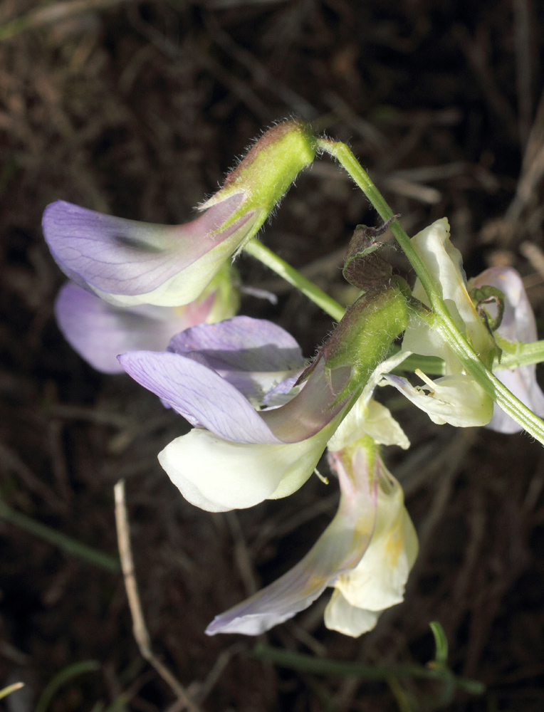 Image of Vicia subvillosa specimen.