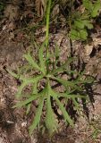 Ranunculus polyanthemos. Лист. Украина, г. Запорожье, возле оз. Кушугум. 04.05.2013.