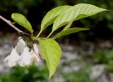 Halesia carolina. Верхушка веточки с соцветием и молодым побегом. Германия, г. Krefeld, Ботанический сад. 11.05.2013.