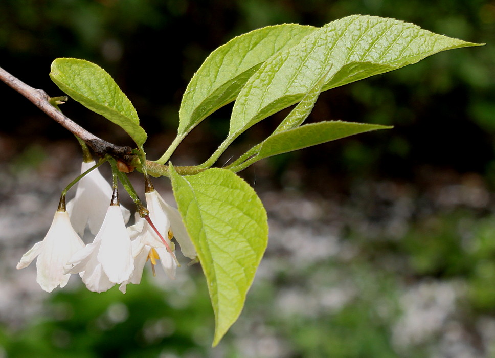 Image of Halesia carolina specimen.