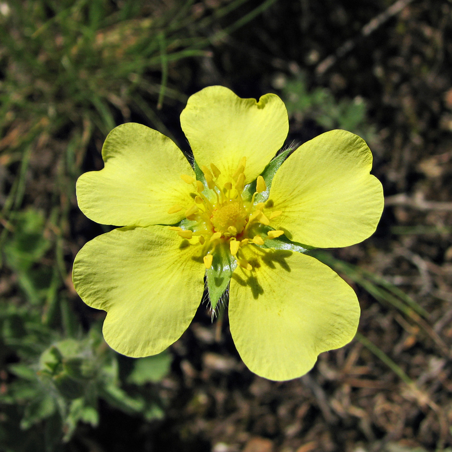 Image of Potentilla astracanica specimen.