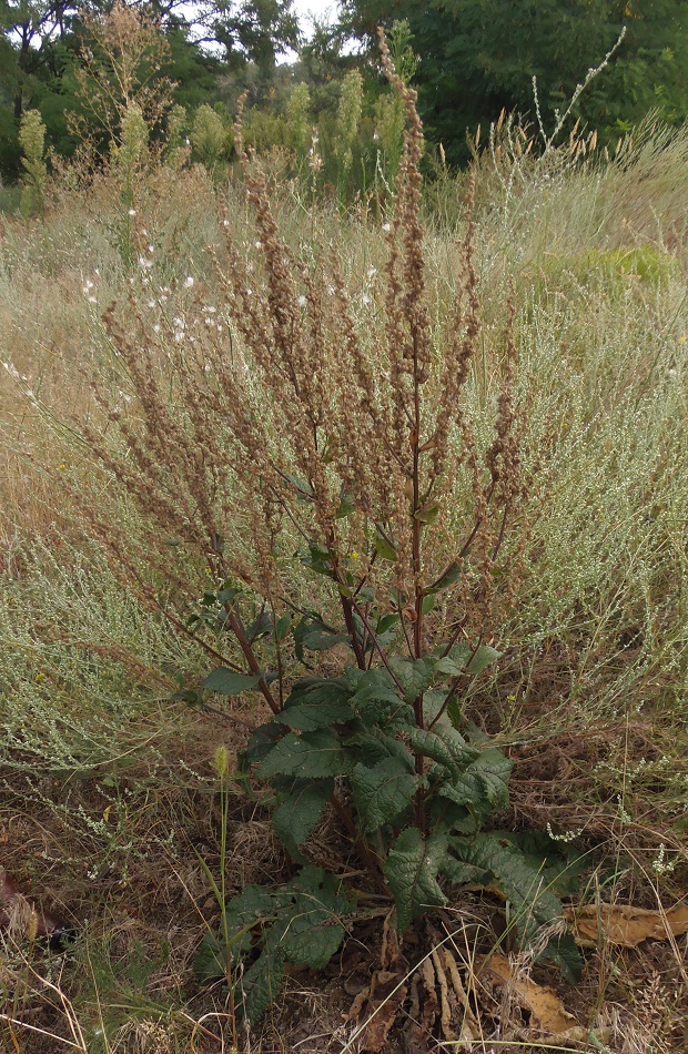 Image of Verbascum lychnitis specimen.