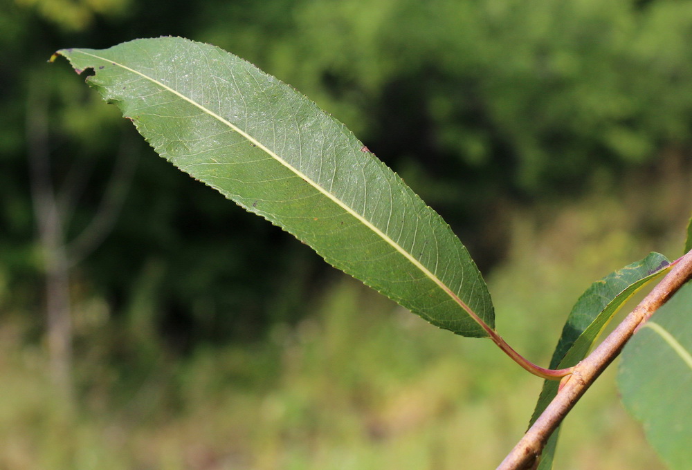 Image of Salix nipponica specimen.