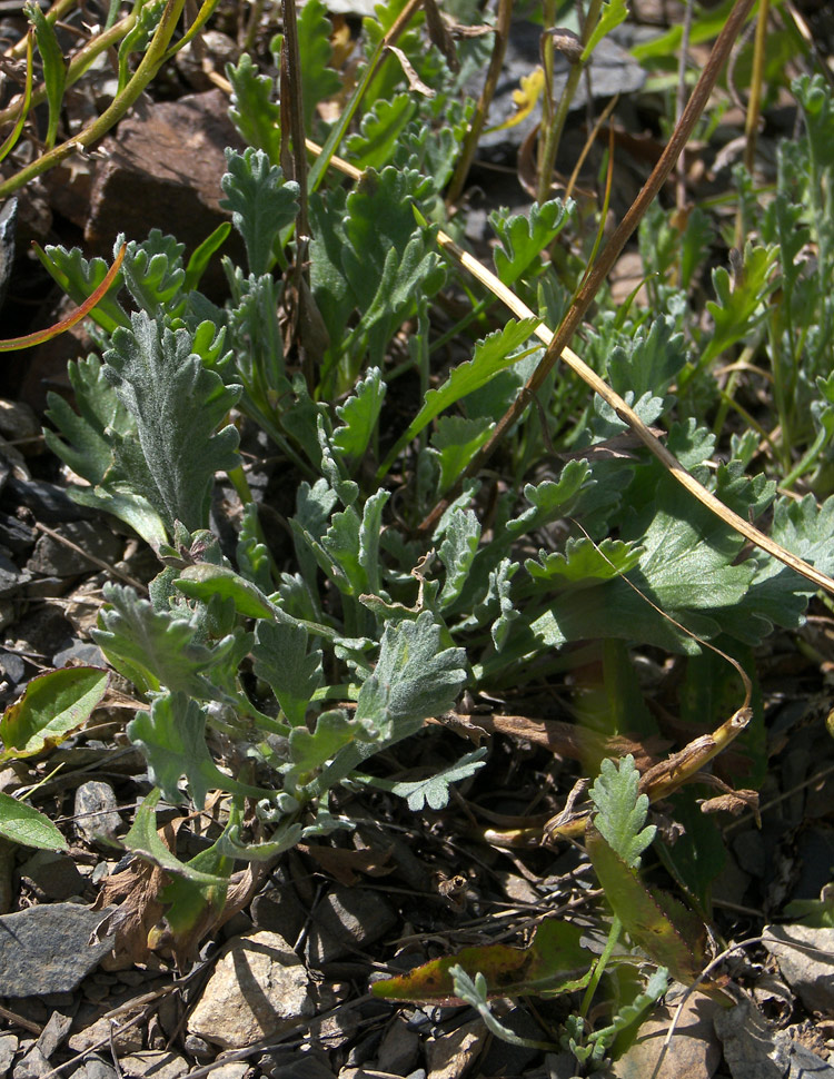 Image of Anthemis saportana specimen.