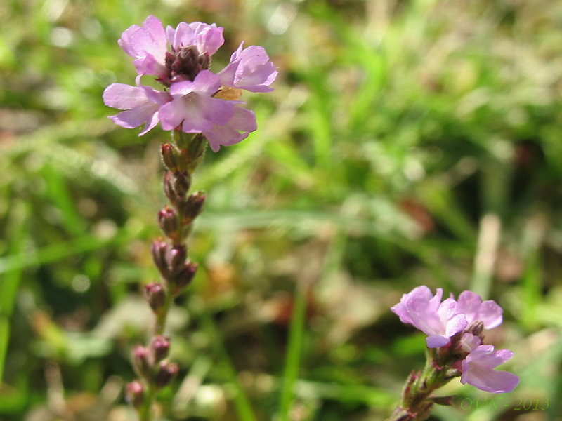 Изображение особи Verbena officinalis.