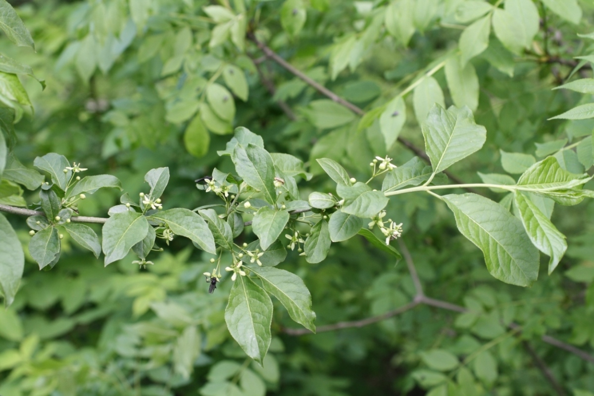 Изображение особи Euonymus europaeus.