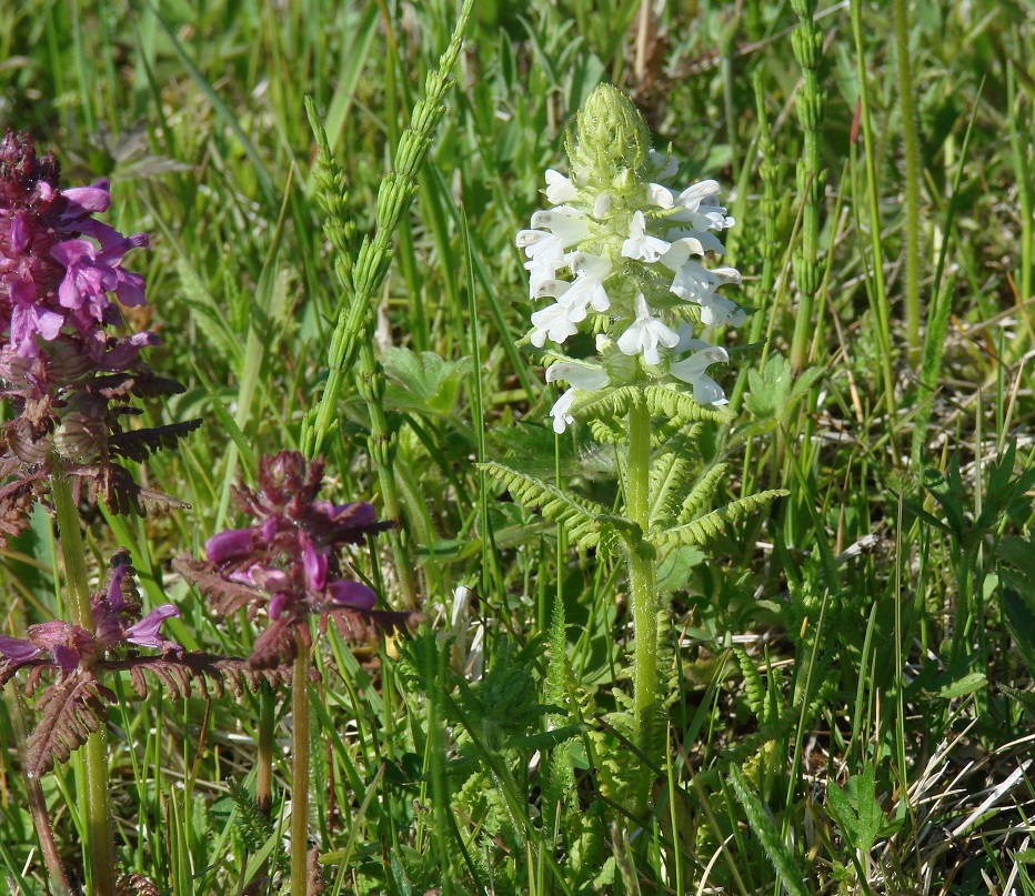 Image of Pedicularis verticillata specimen.