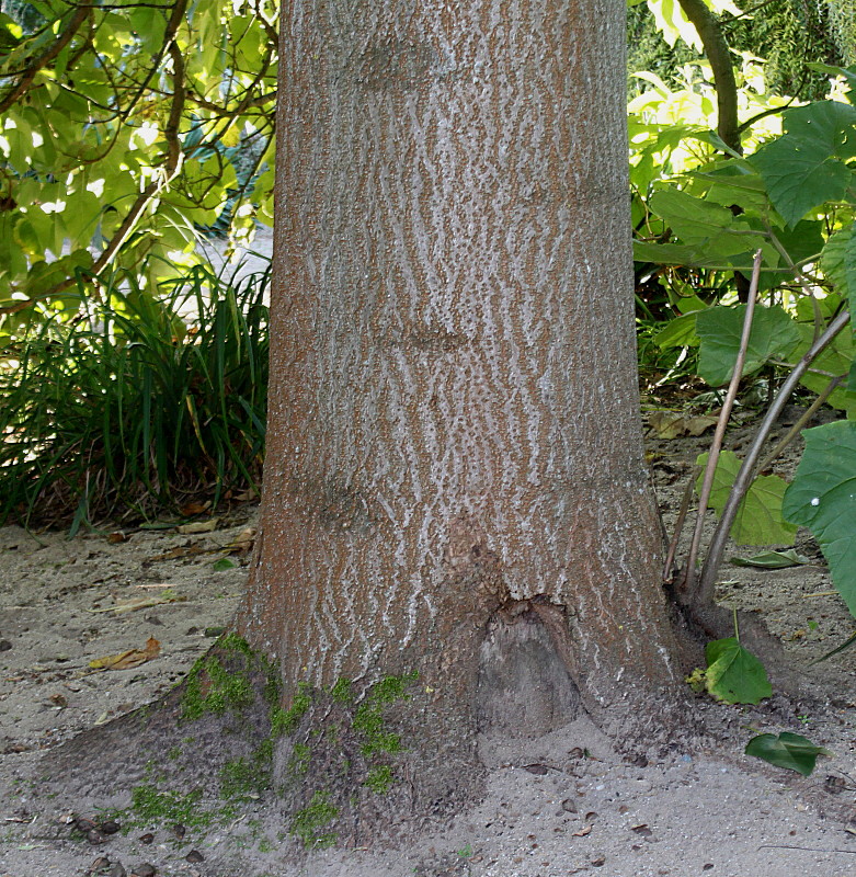 Image of genus Paulownia specimen.