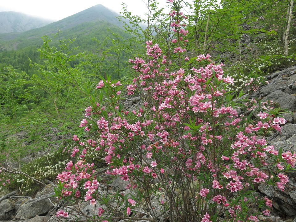 Image of Weigela suavis specimen.