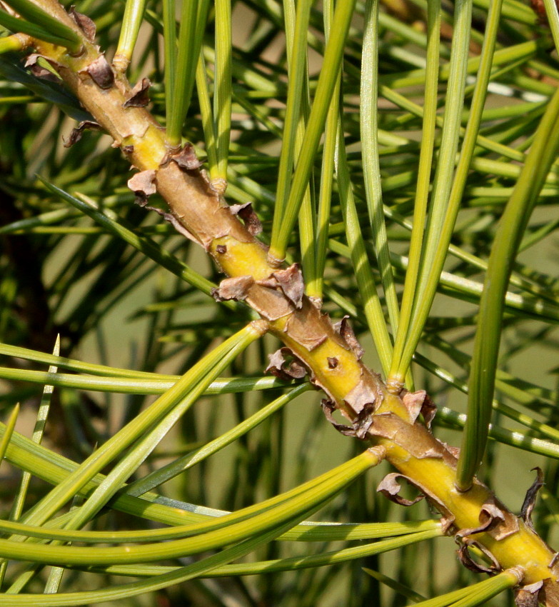 Image of Pinus bungeana specimen.