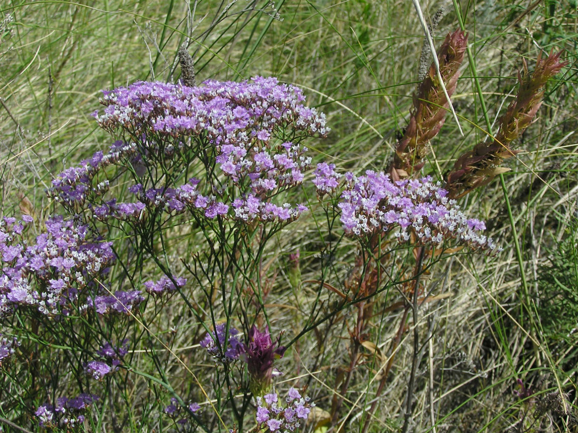 Image of Limonium bungei specimen.