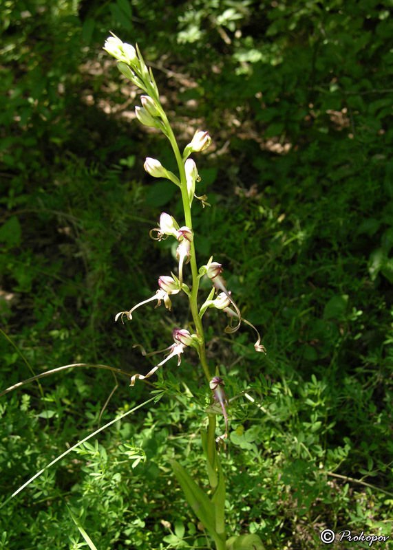 Image of Himantoglossum caprinum specimen.