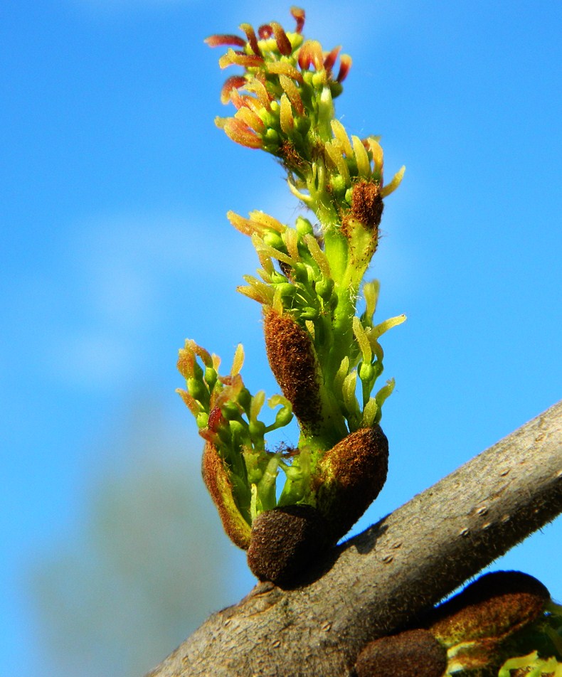 Изображение особи Fraxinus pennsylvanica.