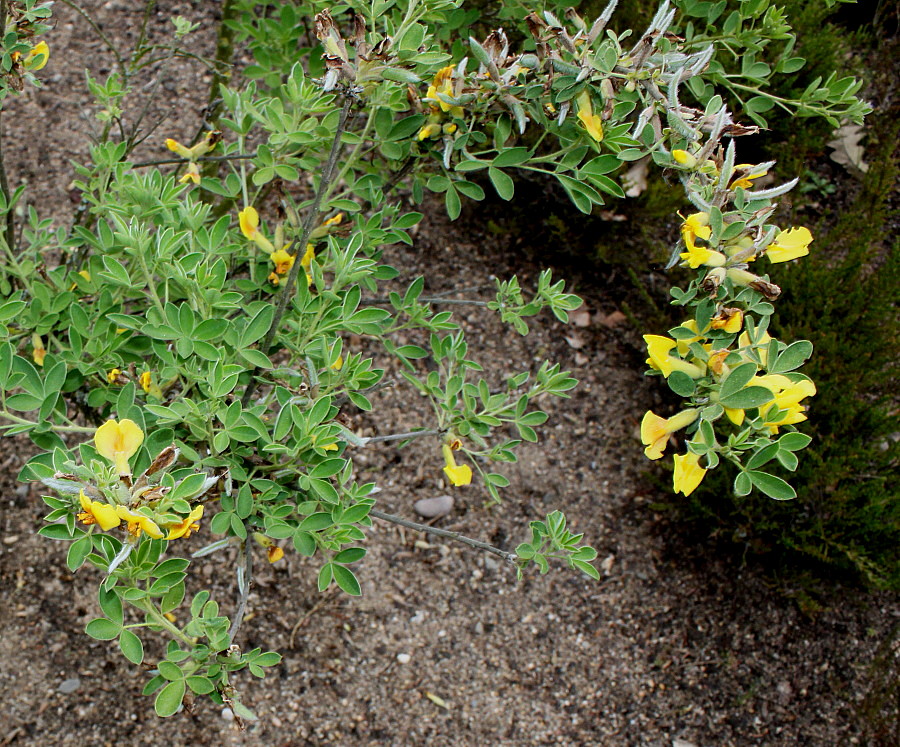 Image of Chamaecytisus ratisbonensis specimen.