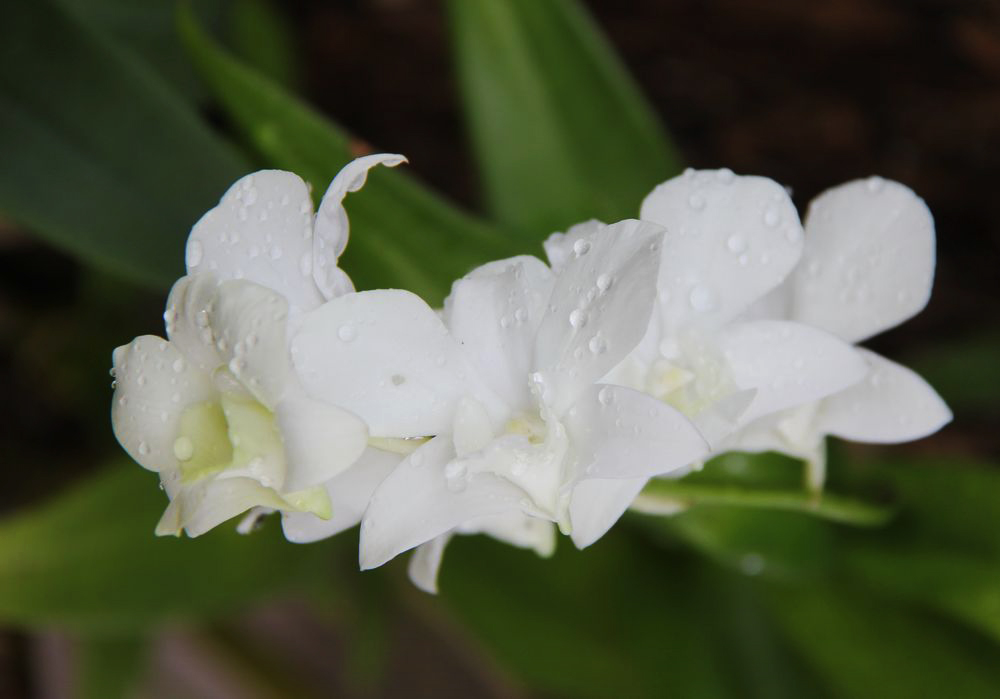 Image of genus Dendrobium specimen.