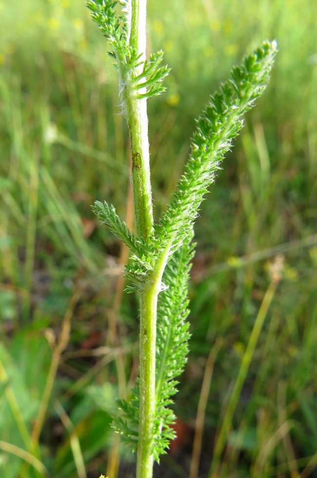 Image of Achillea asiatica specimen.