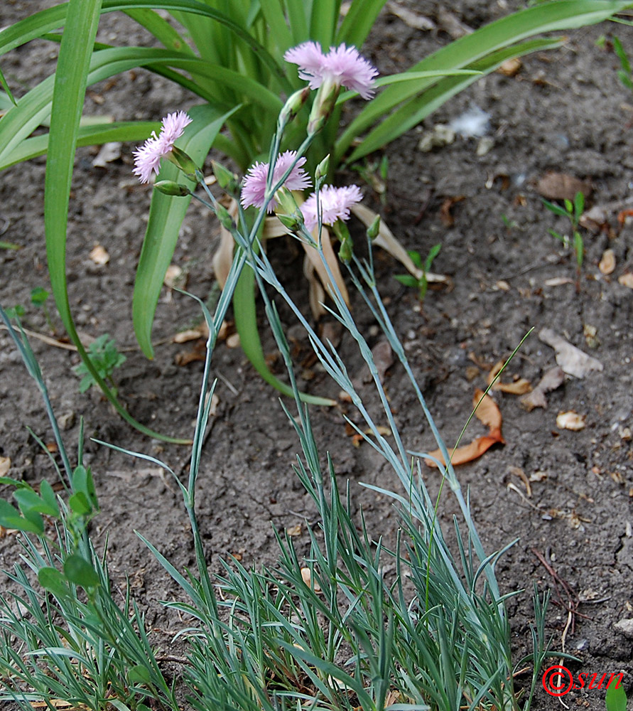 Изображение особи род Dianthus.