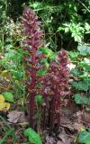 Orobanche hederae. Цветущие растения (паразитируют на Hedera helix). Крым, Ялта, Массандровский парк. 27 мая 2014 г.