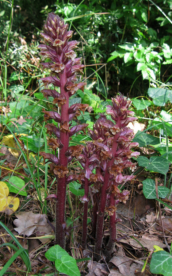 Заразиха. Заразиха (Orobanche. Заразиха Эльзасская. Заразиха растение. Заразиха ветвистая.