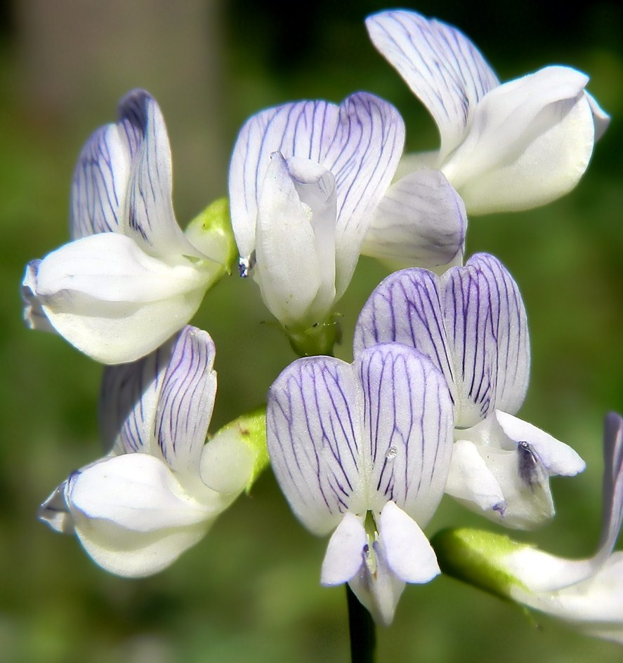 Image of Vicia sylvatica specimen.