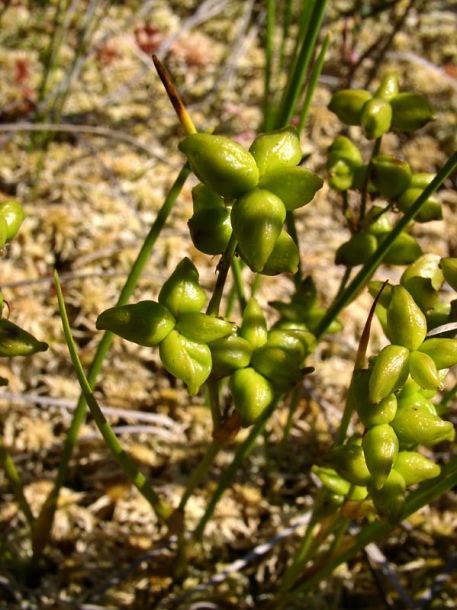 Изображение особи Scheuchzeria palustris.