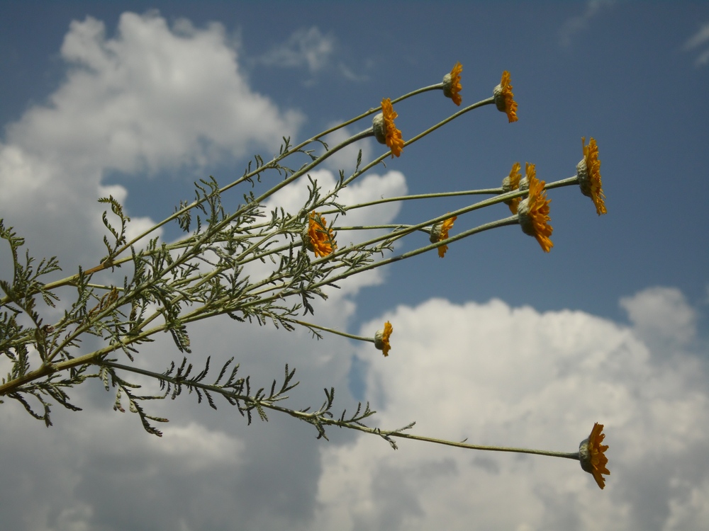 Image of Anthemis tinctoria specimen.