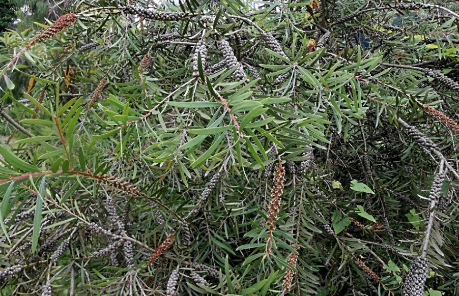 Image of genus Callistemon specimen.