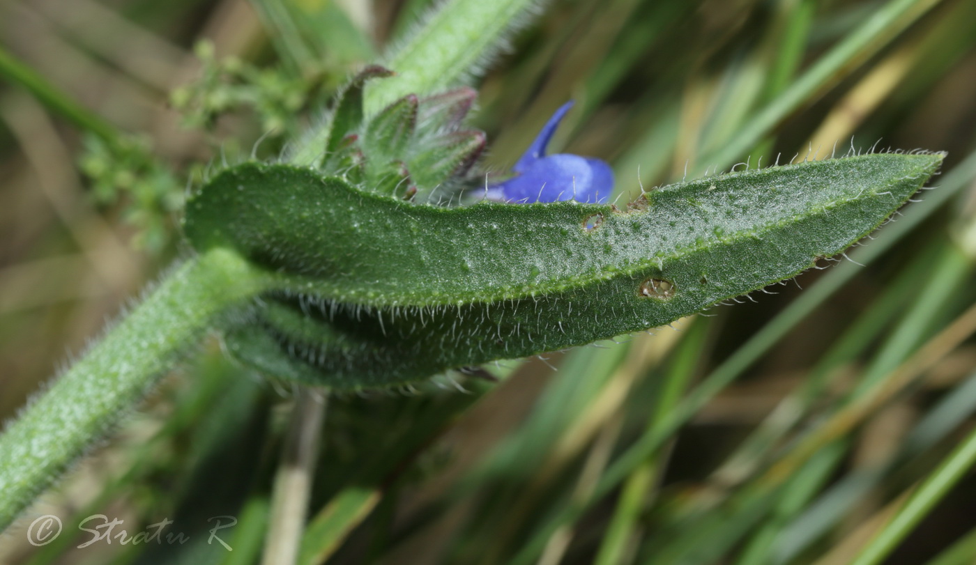 Изображение особи Anchusa procera.