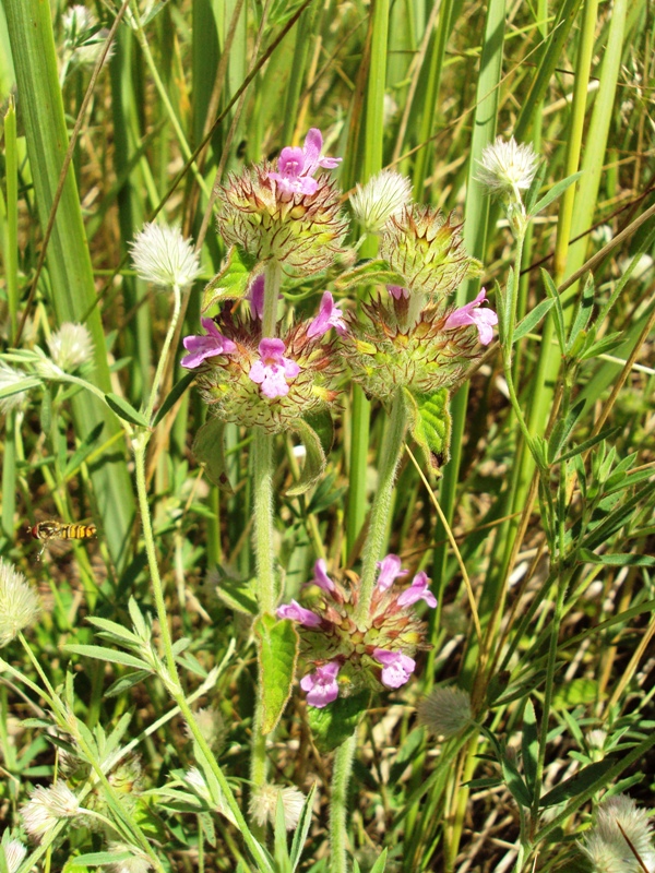 Image of Clinopodium vulgare specimen.