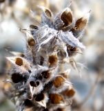 Oxytropis pilosa