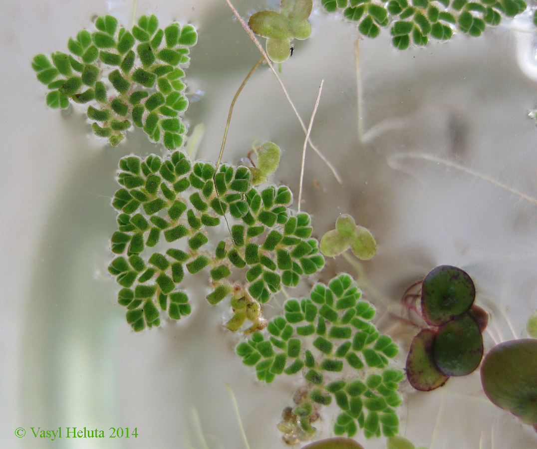 Image of Azolla caroliniana specimen.