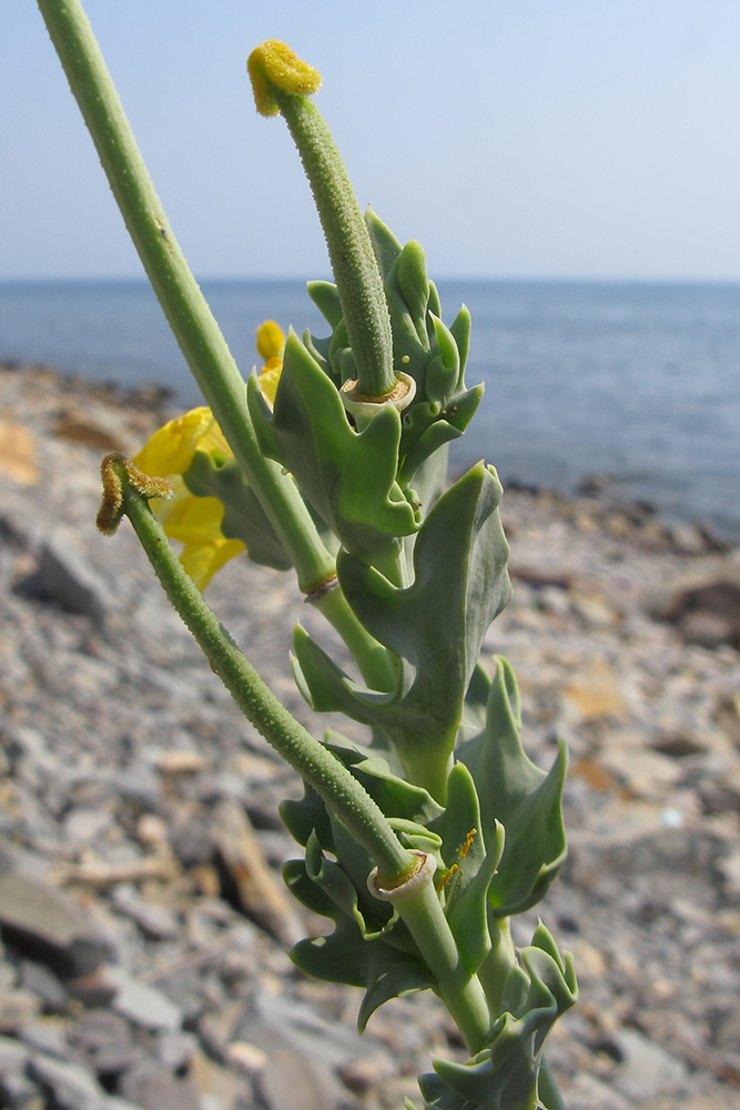 Image of Glaucium flavum specimen.