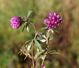 Trifolium pacificum. Верхушки растений с соцветиями. Амурская обл., г. Благовещенск, пустырь. 23.09.2014.