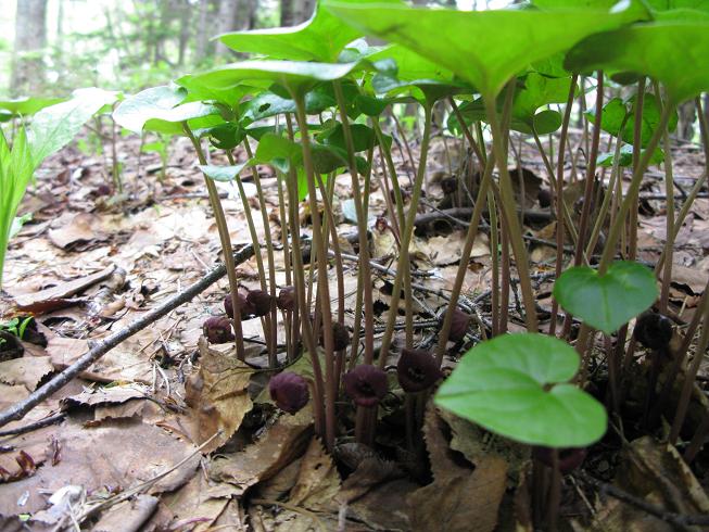 Image of Asarum heterotropoides specimen.