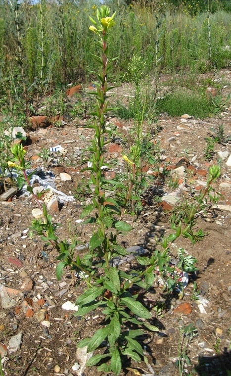 Изображение особи Oenothera rubricaulis.