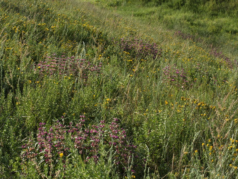 Image of Phlomis pungens specimen.