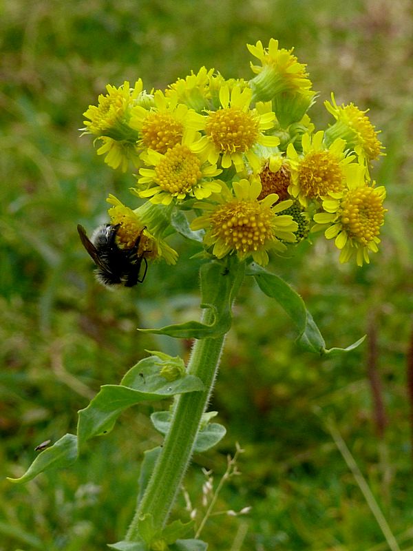 Image of Tephroseris palustris specimen.