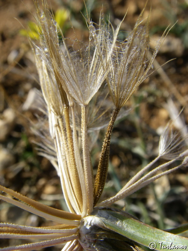 Image of Tragopogon elatior specimen.