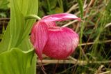 Cypripedium macranthos