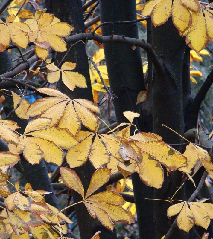 Image of Aesculus hippocastanum specimen.