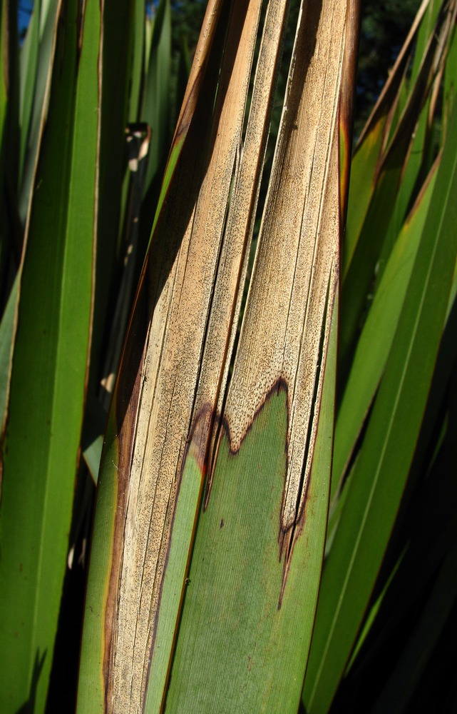 Image of Phormium tenax specimen.