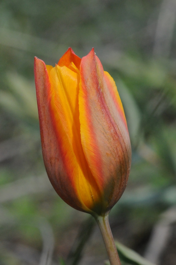 Изображение особи Tulipa ostrowskiana.