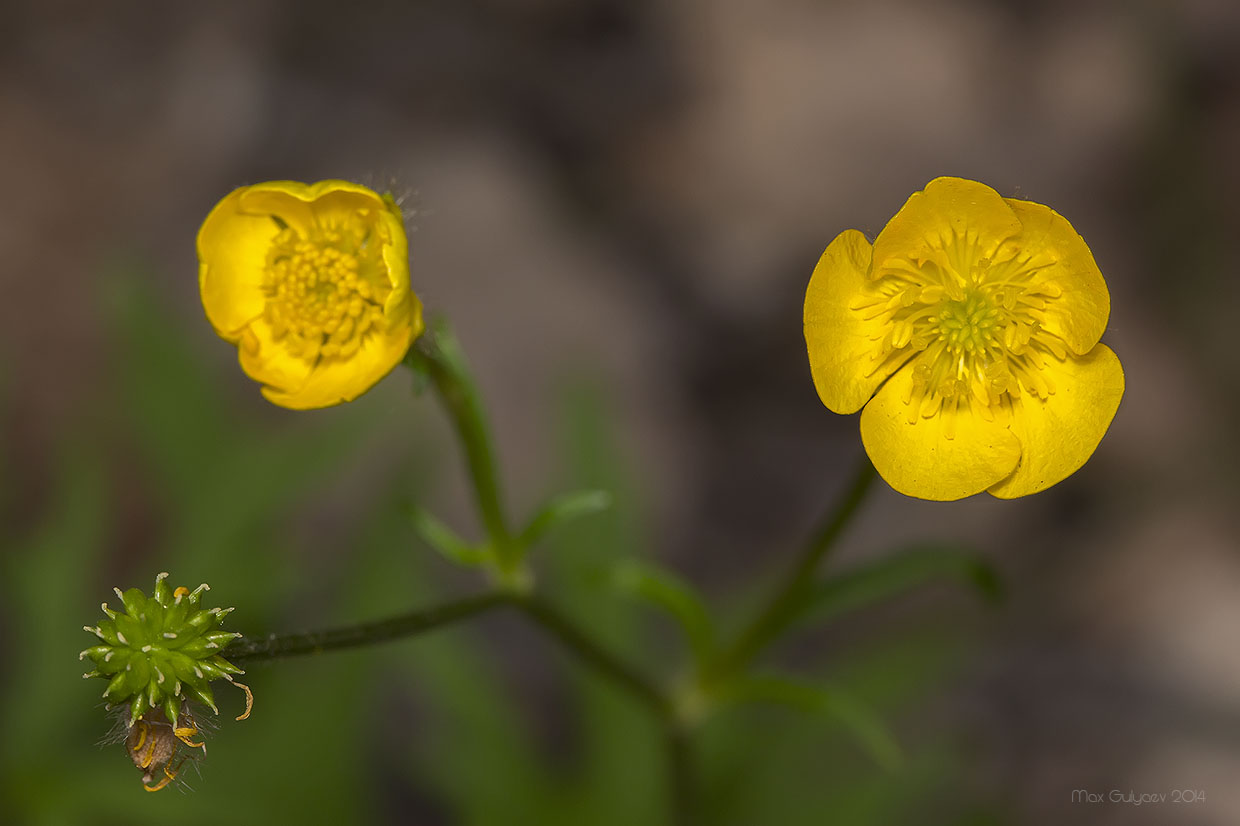 Изображение особи род Ranunculus.