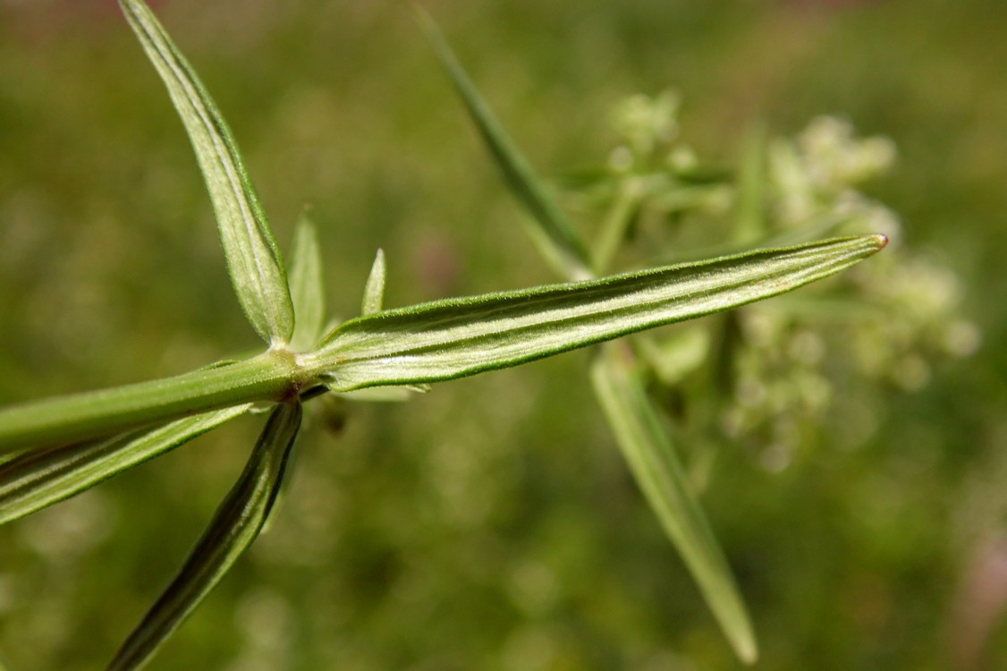 Image of Galium boreale specimen.